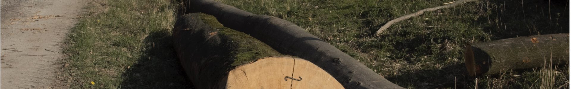 Wir erlebten 2020 eine Holzernte als gäbe es für unsere Wälder kein Morgen
