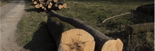 Wir erlebten 2020 eine Holzernte als gäbe es für unsere Wälder kein Morgen
